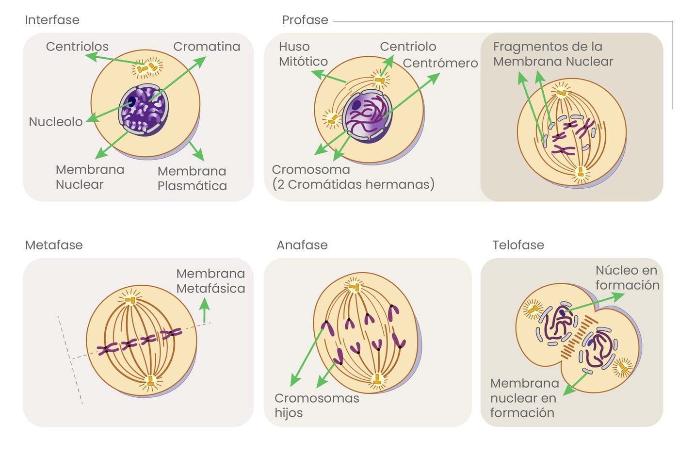Diagrama de las fases de la división celular: interfase, profase, metafase, anafase y telofase, con el núcleo, los centriolos, el huso mitótico y los cromosomas señalados en cada una