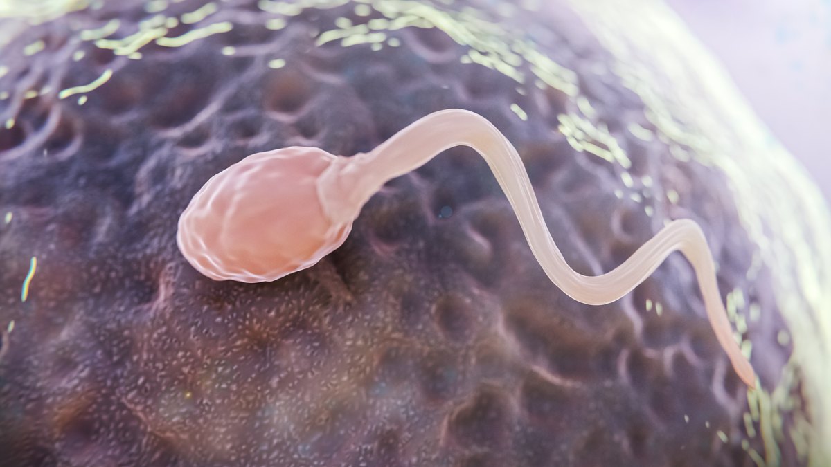 Render of a sperm cell on the surface of an egg
