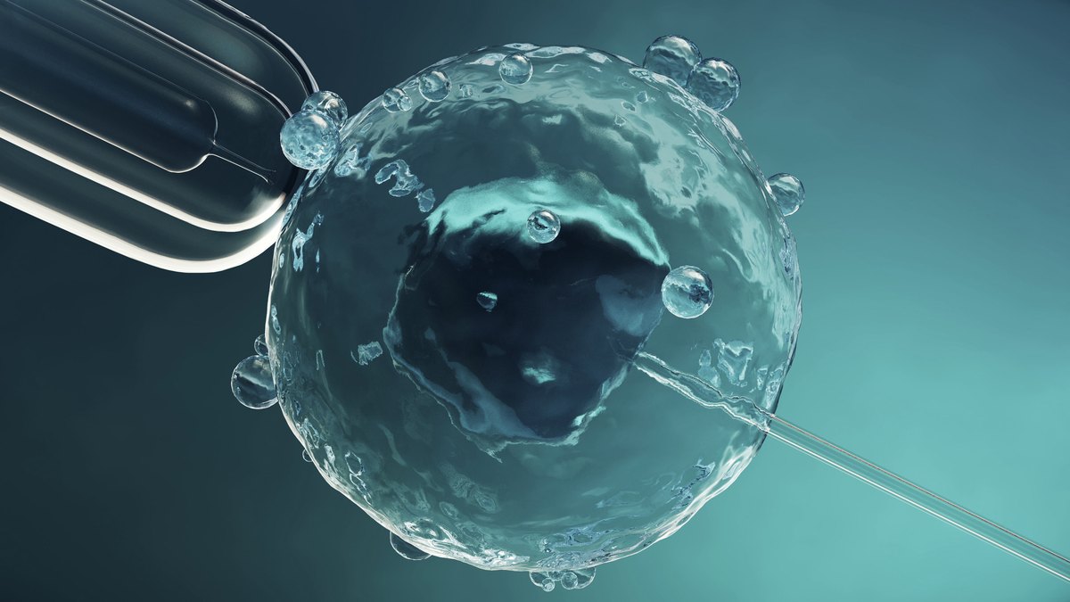 Render of intracytoplasmic injection: the needle entering an egg held by the pipette