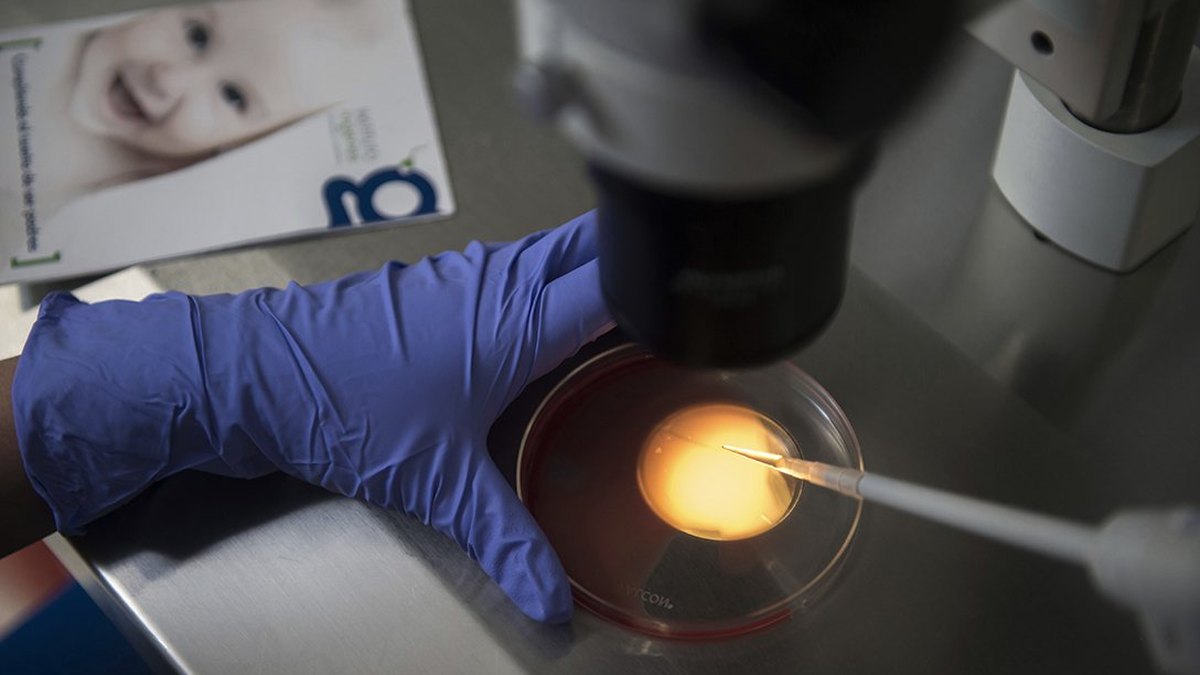 Placa de cultivo iluminada bajo el microscopio en el laboratorio de Ingenes