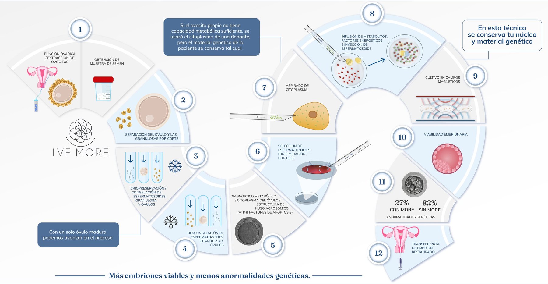 Infografía circular del proceso IVF MORE® en doce pasos, de la punción ovárica a la transferencia del embrión restaurado, con el diagnóstico metabólico, el aspirado de citoplasma, la infusión de metabolitos y el cultivo en campos magnéticos