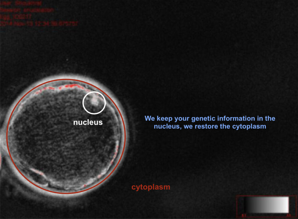Cytoplasm restoration to improve egg metabolism while preserving your genetic material.